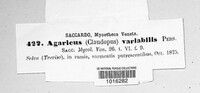 Agaricus subvariabilis image